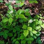 Rubus ursinus Habit