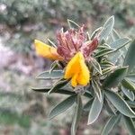 Adenocarpus hispanicus Květ