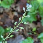 Myosotis macrosperma Kvet