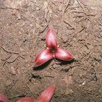 Annona ambotay Flower