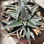 Dyckia marnier-lapostollei Φύλλο