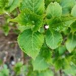 Hydrangea macrophyllaLeaf