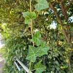 Hedera canariensis Hoja