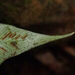 Asplenium africanum Lehti