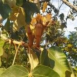 Ochroma pyramidale Fruit