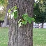 Liquidambar styraciflua Bark