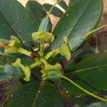 Rhododendron stewartianum Frutto