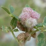 Trifolium tomentosum Fruto