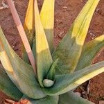 Aloe inermis Leaf