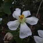 Lagenaria sphaerica Flower