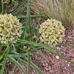 Asclepias asperula Fleur