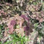 Viburnum sargentii Leaf