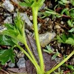 Viola pinnata Bark