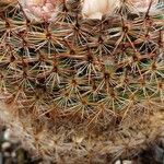 Mammillaria formosa برگ