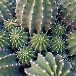 Echinopsis oxygona Hoja