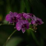 Dendrobium bigibbum Flower