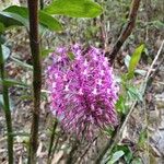 Epidendrum porphyreum Blüte
