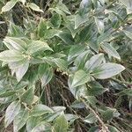 Sarcococca hookeriana Leaf