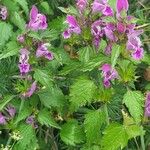 Lamium garganicum Flors