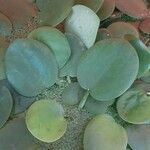 Hydrocharis laevigata Blatt