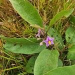 Solanum campylacanthum 花