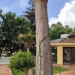 Dracaena draco Azala