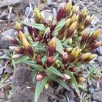 Gentianella amarella Flower