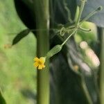 Melothria scabra Flower