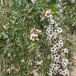 Leptospermum scoparium Flower