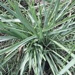 Agave amica Лист