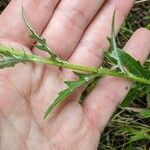 Cirsium altissimum പുറംതൊലി