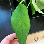 Philodendron hederaceum Φύλλο