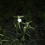 Sida rhombifolia Blüte