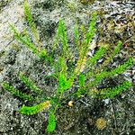 Lepidium densiflorum Fruit