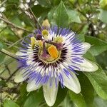 Passiflora caeruleaFlor