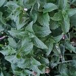 Lamium album Blad