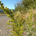 Solidago chilensis Máis