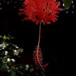 Hibiscus schizopetalus 花