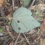 Heliocarpus appendiculatus Leaf