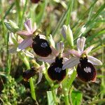 Ophrys magniflora Mosusu