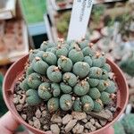 Conophytum velutinum Leaf