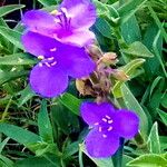 Tradescantia crassifolia Kvet