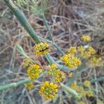 Foeniculum vulgareBlodyn