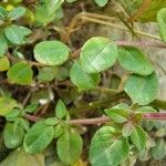 Thymus pulegioides Leaf