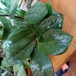 Zamioculcas zamiifolia Blatt