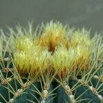 Ferocactus glaucescens Květ