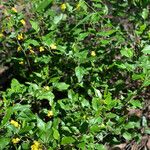 Goodenia ovata Blad