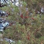 Juniperus phoenicea Blatt
