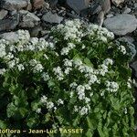 Cardamine asarifolia 整株植物