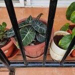 Alocasia reginula Leaf